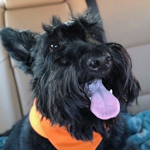 Meet your Posher, Suzanne